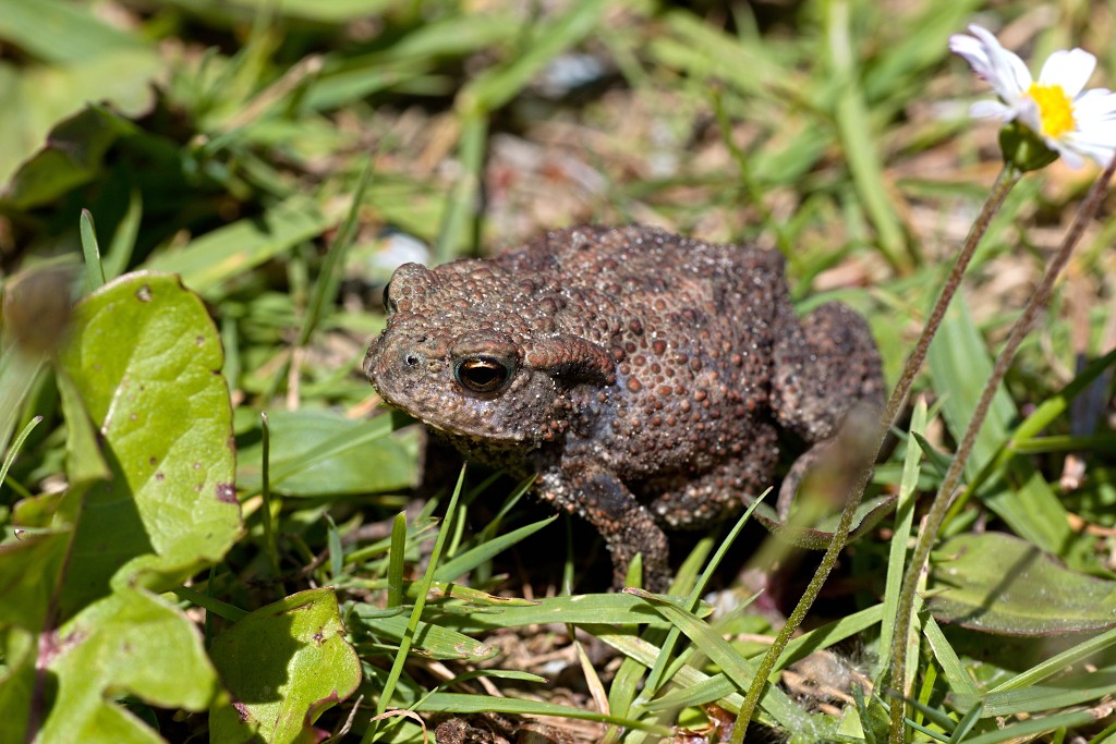 voornes duin tenellaplas Quackjeswater natuur natuurgebied natuurmonumenten hdr duinen Zuid Hollands landschap polder bossen natuurreservaat Natura 2000